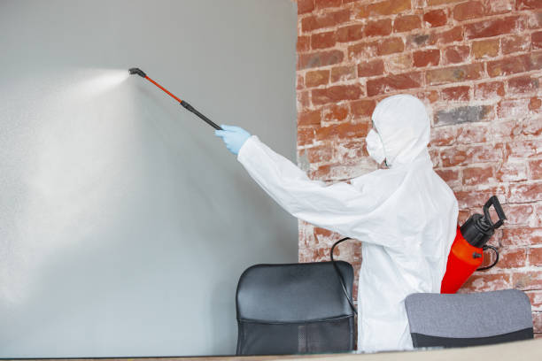 Best Basement Mold Removal  in Doney Park, AZ