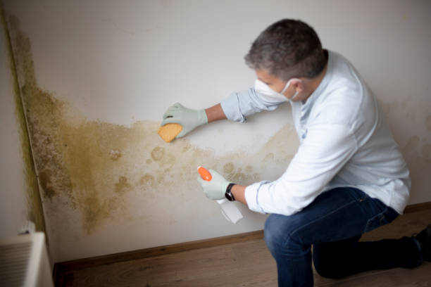 Best Environmental Consulting for Mold Prevention  in Doney Park, AZ