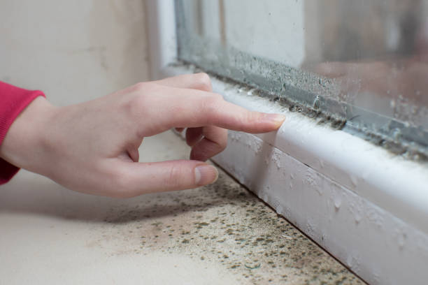 Best Industrial Mold Remediation  in Doney Park, AZ